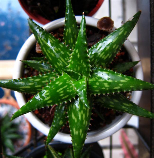 06俏蘆薈2 (Custom)