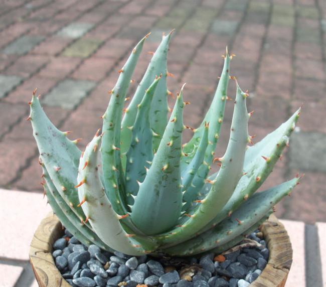 07柏加蘆薈2 (Custom)