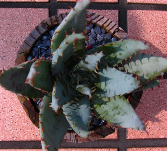 08柏加蘆薈1 (Custom)