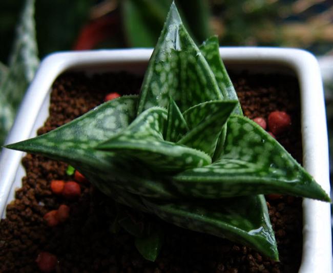 09姬千代田1 (Custom)