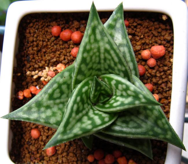 10姬千代田2 (Custom)