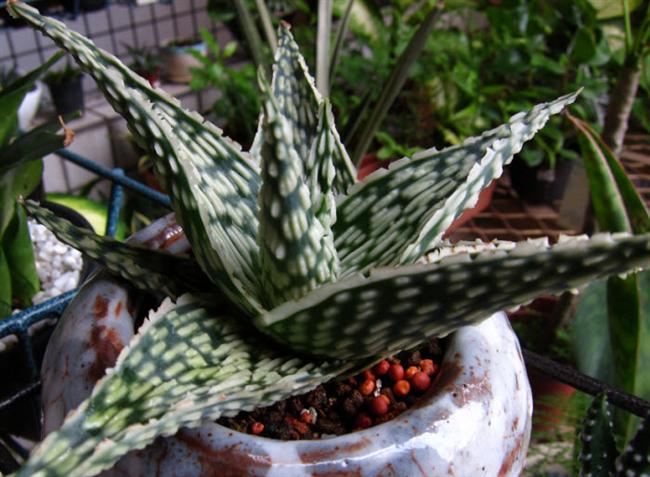 11Aloe Doris x Snow flake (Custom)