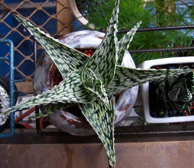 12Aloe Doris x Snow flake (Custom)