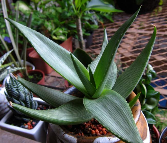 13Aloe deltoideodonta var. candicans (Custom)