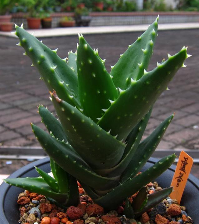 19不夜城 (Custom)