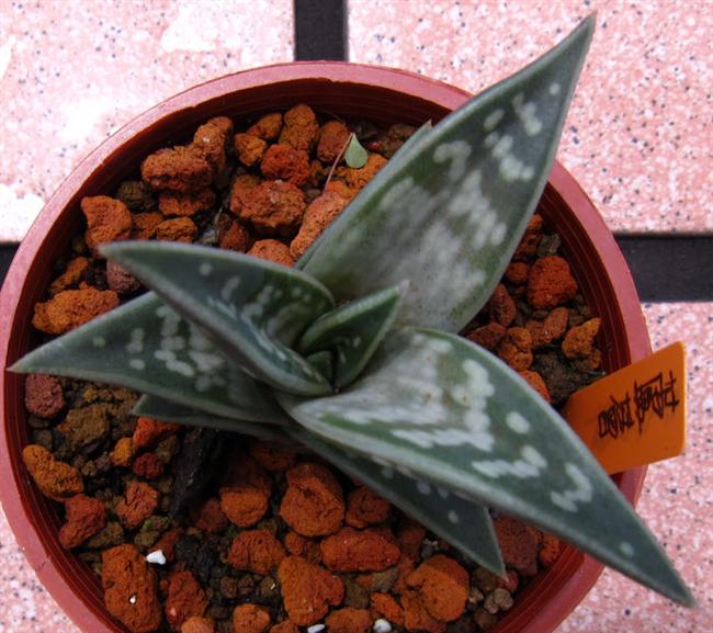 22千代田錦 (Custom)