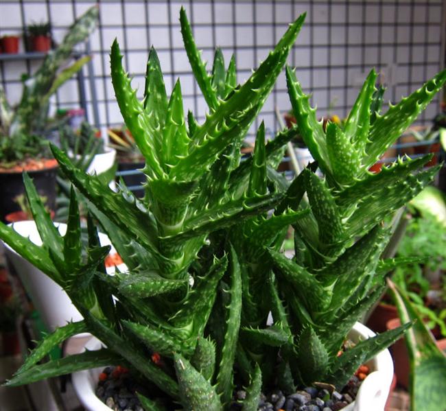 23翡翠殿 (Custom)