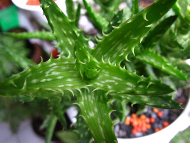 24翡翠殿 (Custom)