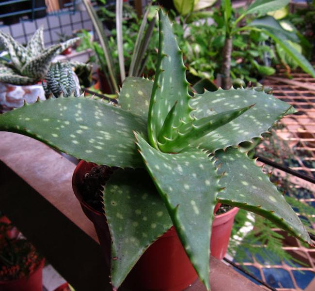 25明鱗錦 (Custom)