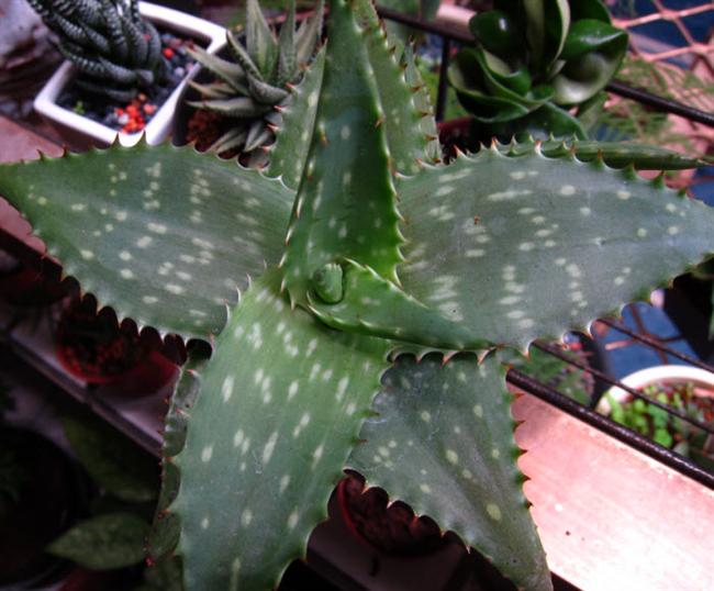 26明鱗錦 (Custom)