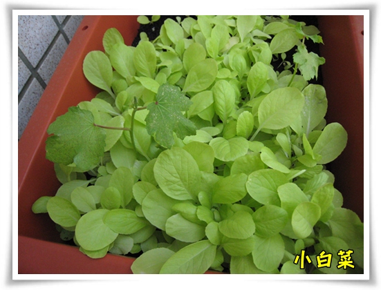 小白菜 小白菜