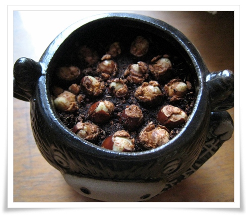 荔枝盆栽01 荔枝盆栽01