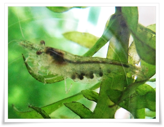 抱卵的黑壳虾@+fishlynn+梦想与幸福的城堡:+