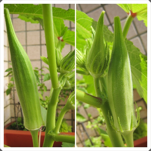 秋葵果實 秋葵果實