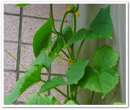 小黃瓜01 小黃瓜01