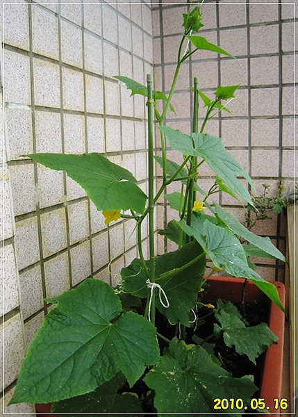 2010.05.16小黃瓜01.jpg 2010.05.16小黃瓜01.jpg