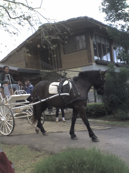 黑馬的馬車會比較大嗎