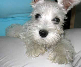 Eye-Enlarge-006.jpg Eye-Enlarge-006.jpg