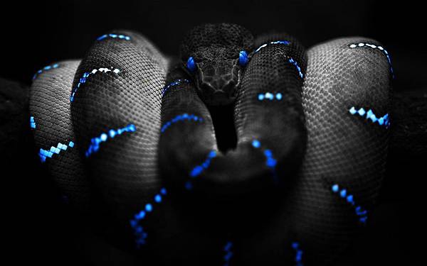 黑蛇BLACK SNAKE