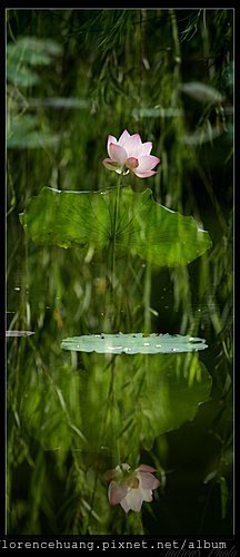 water lily by ST WONG