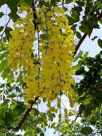 DSCF0854.JPG DSCF0854.JPG