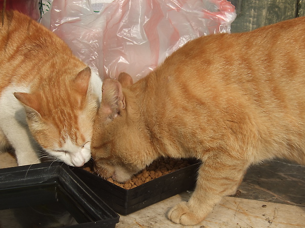 DSCF0016.JPG DSCF0016.JPG