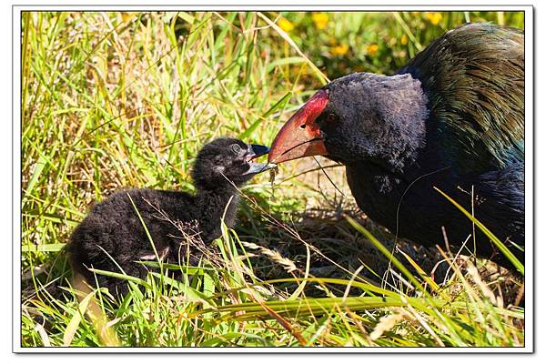 1200332Takahe_Burwood-DoC_2501-SBernert.jpg