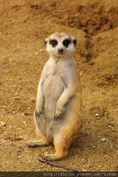 2013.08.07 037.jpg 2013.08.07 037.jpg