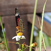 黑端豹斑蝶 學名： Argyreus hyperbius 