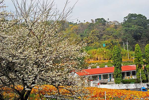 2015南投縣信義鄉久美村土場賞梅〈二〉 2015南投縣信義鄉久美村土場賞梅〈二〉