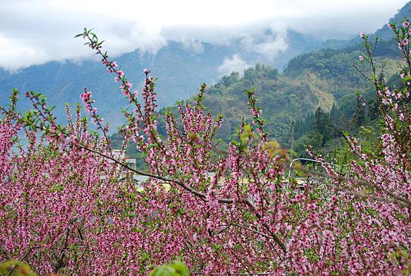 2015信義鄉草坪頭賞花趣 新年快樂！