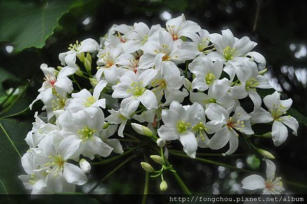 桐花盛開中~ 桐花盛開中~
