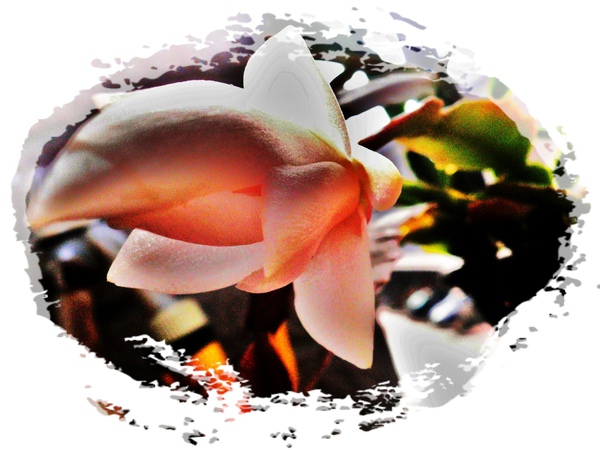 P1090380.JPG P1090380.JPG