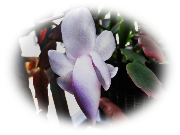 P1090415.JPG P1090415.JPG