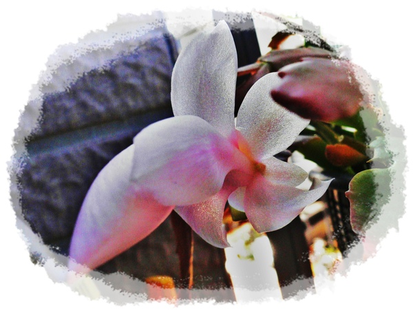 P1090416.JPG P1090416.JPG