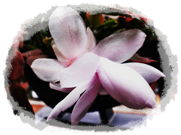 P1090419.JPG P1090419.JPG