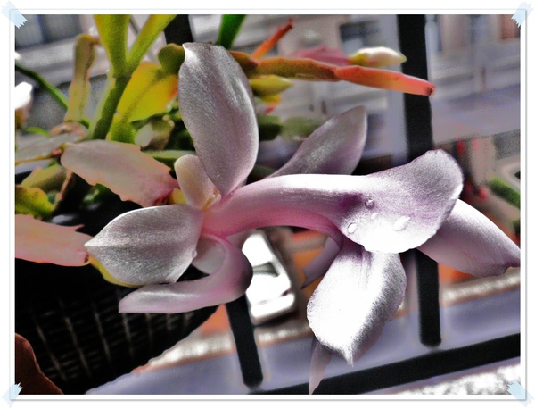 P1090420.JPG P1090420.JPG