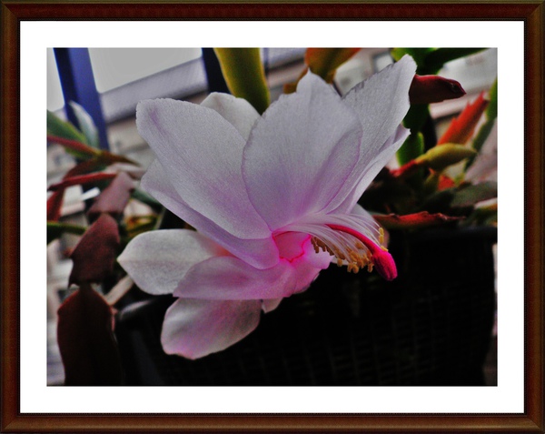 P1090446.JPG P1090446.JPG