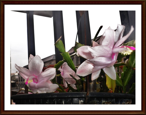 P1090516.JPG P1090516.JPG