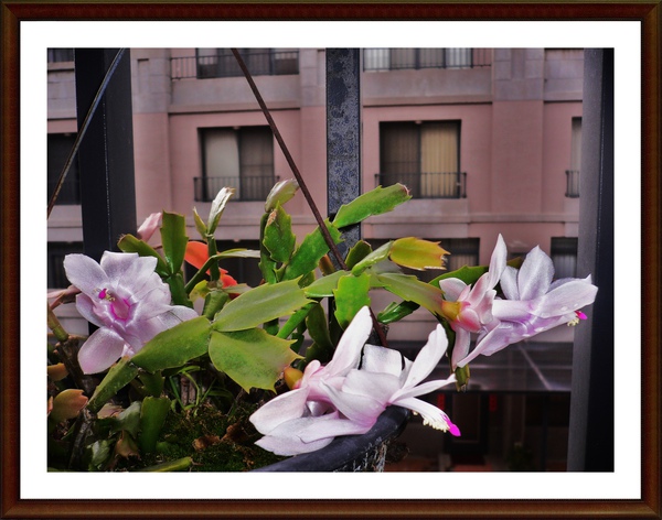 P1090515.JPG P1090515.JPG