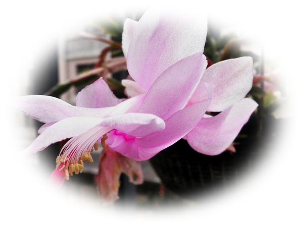 P1090540.JPG P1090540.JPG