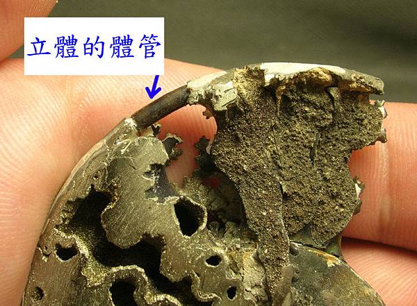 pyrites AMMONITE with a siphon3 pyrites AMMONITE with a siphon3