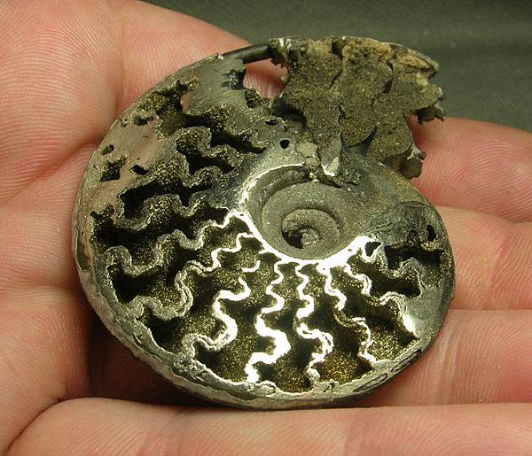 pyrites AMMONITE with a siphon1