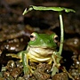 Frog_01