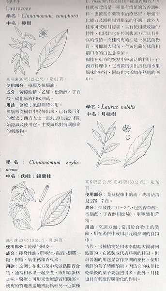 肉桂A 001 肉桂A 001