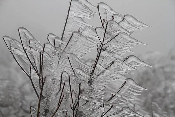 IMG_4417-霧淞 IMG_4417-霧淞