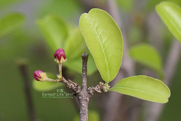 巴西英桃花苞201105
