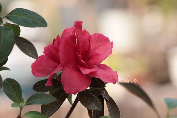 重瓣杜鵑花201104