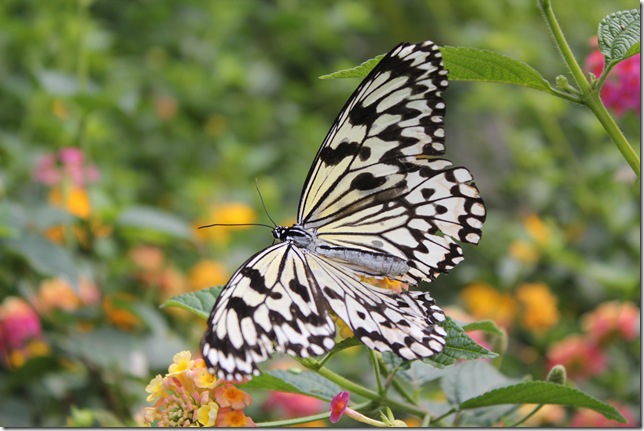 蝴蝶近照 蝴蝶近照