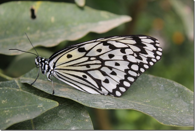 蝴蝶近照 蝴蝶近照